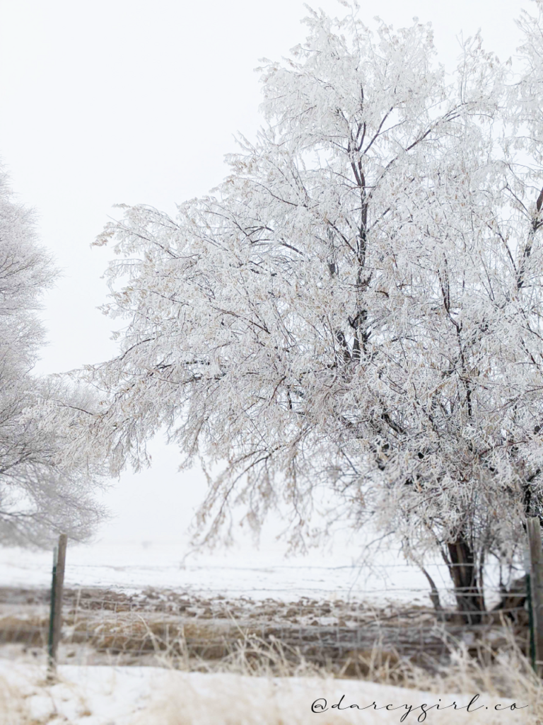 Tree covered in frost and snow.