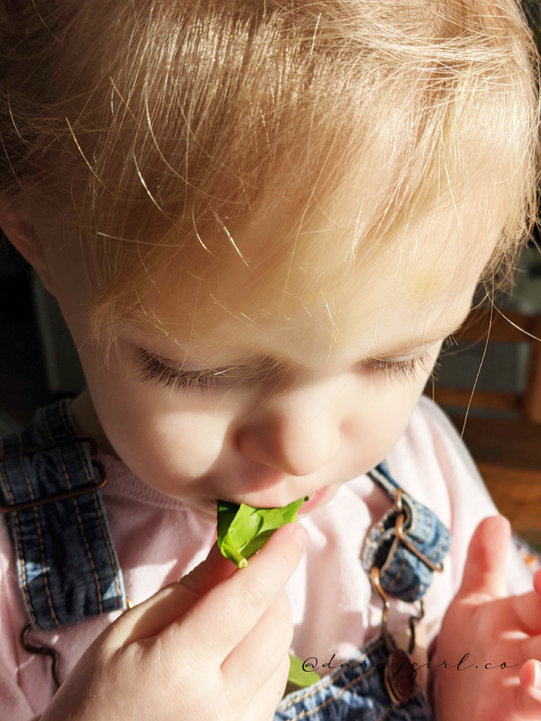 Little girl eating spinach