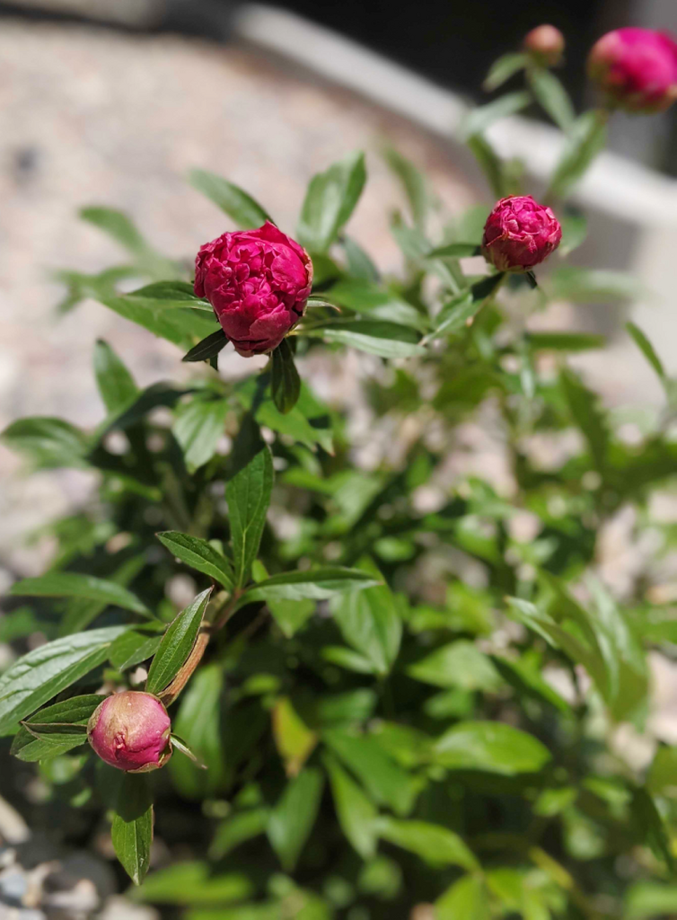 Peony ready to bloom